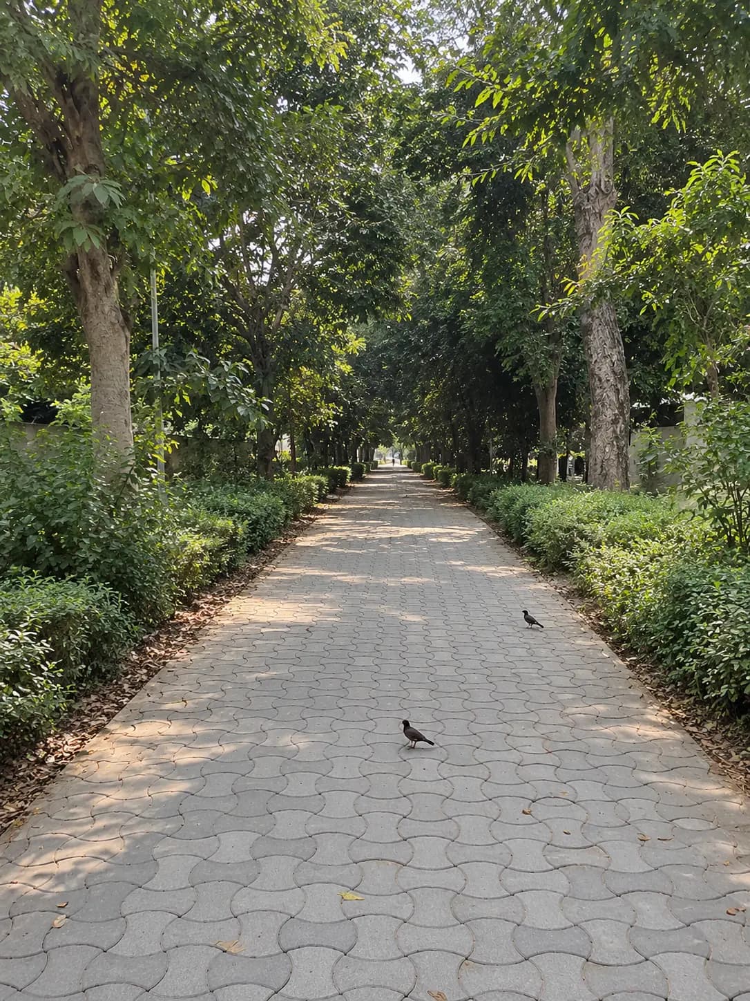 Tree-Lined Paver Walkway