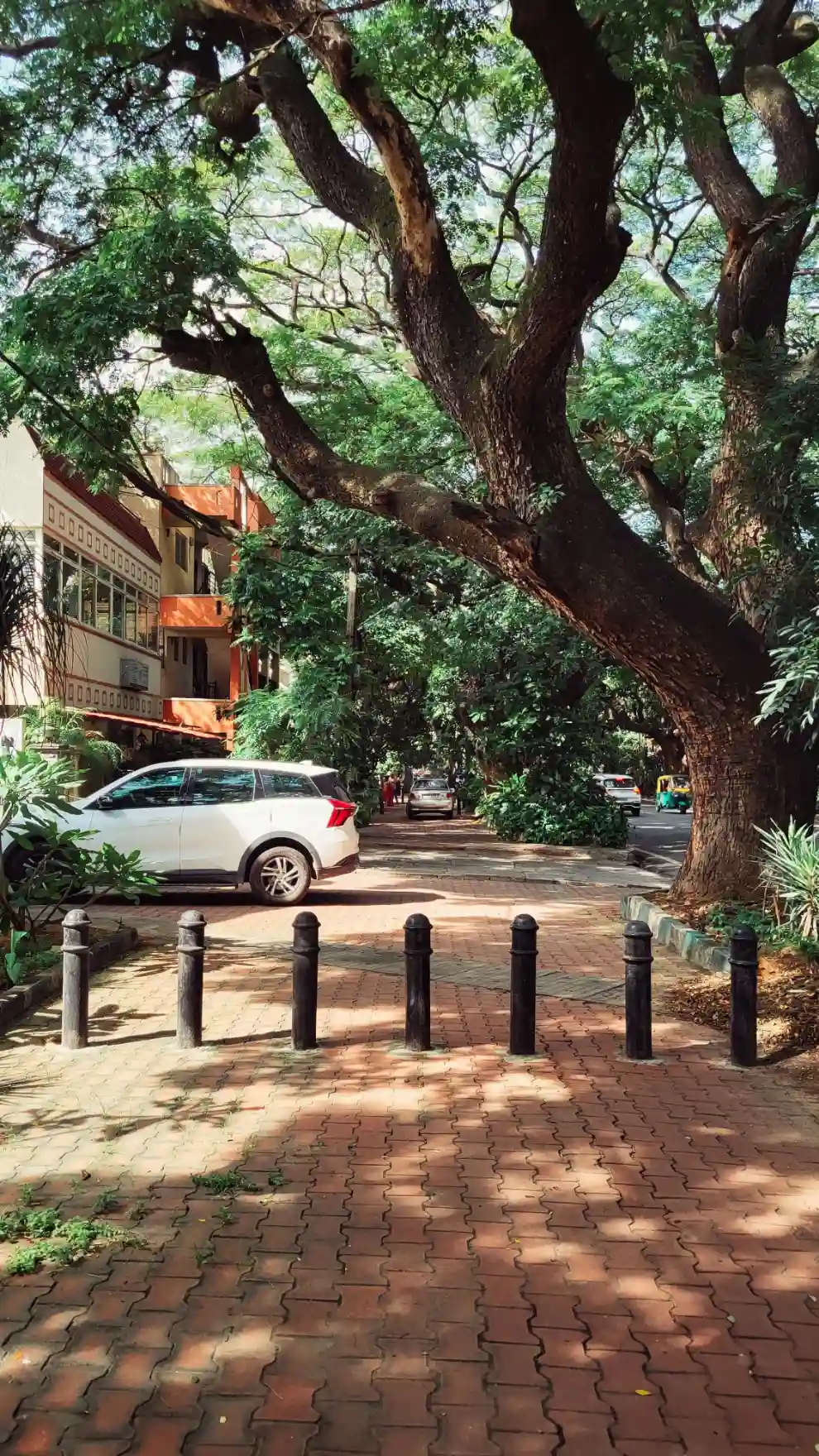 Tree-Lined Street Paving